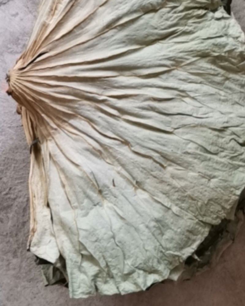 白洋淀天然晾晒干荷叶