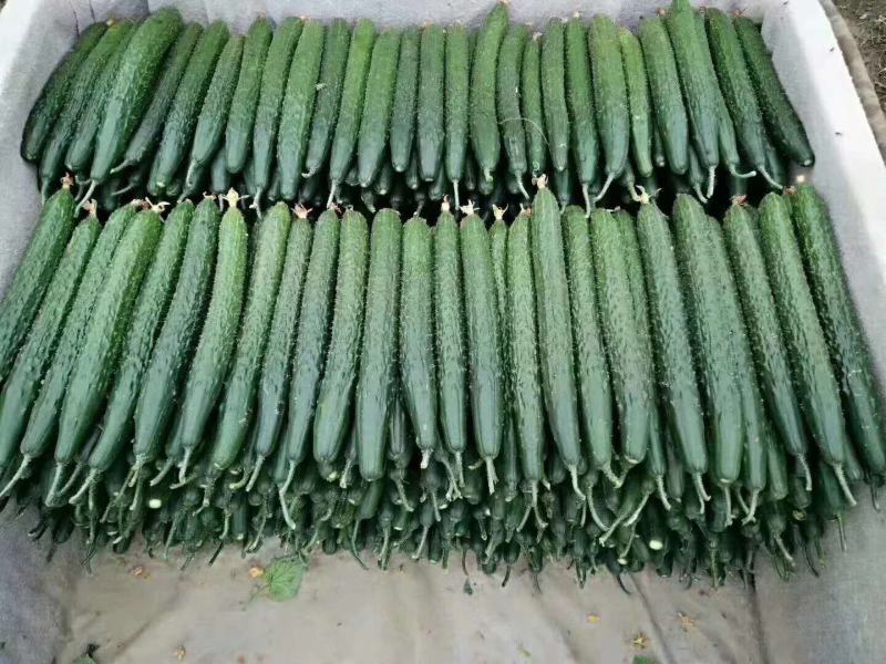 【热卖】东北精品黄瓜，大量上市，口感好，产地直销全国发货