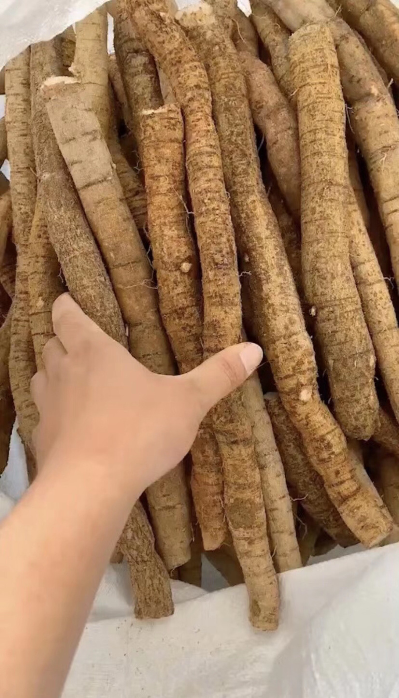 新鲜貨牛大力大牛大量供应
