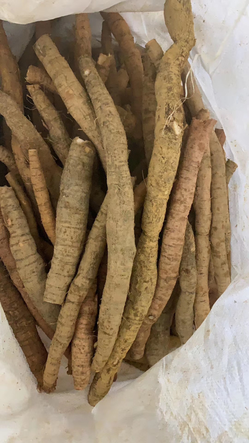 新鲜貨牛大力大牛大量供应