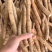 新鲜牛大力小牛大叶种植牛