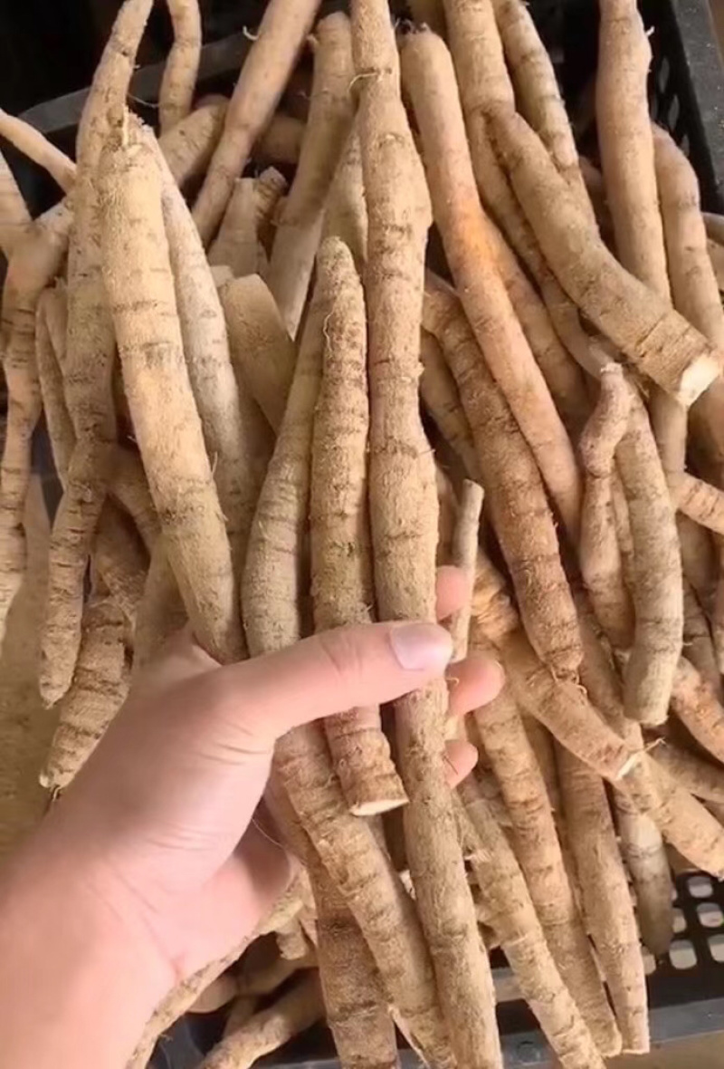 新鲜牛大力小牛大叶种植牛