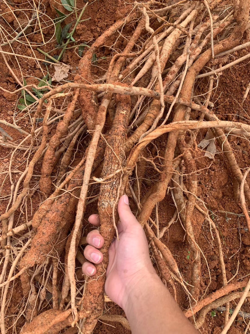 新鲜牛大力小牛大叶种植牛