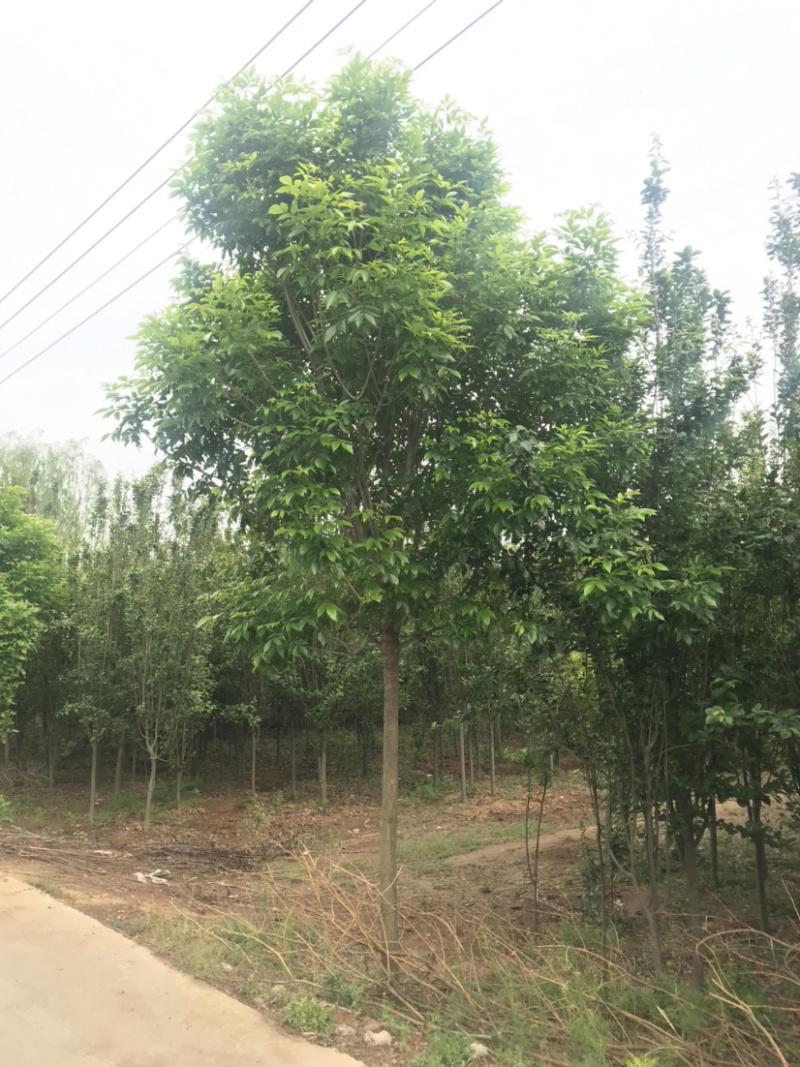 速生白蜡，自家苗圃，8-10-12公分欢迎电话咨询！