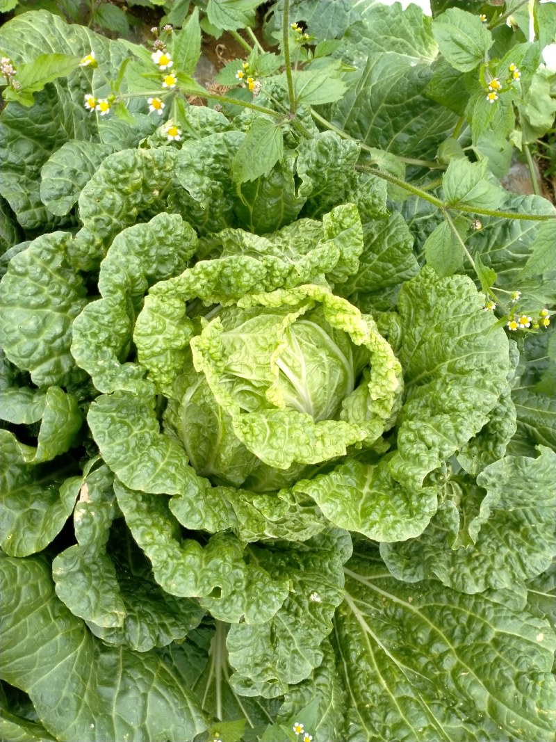 圆体黄心大白菜，露天种植