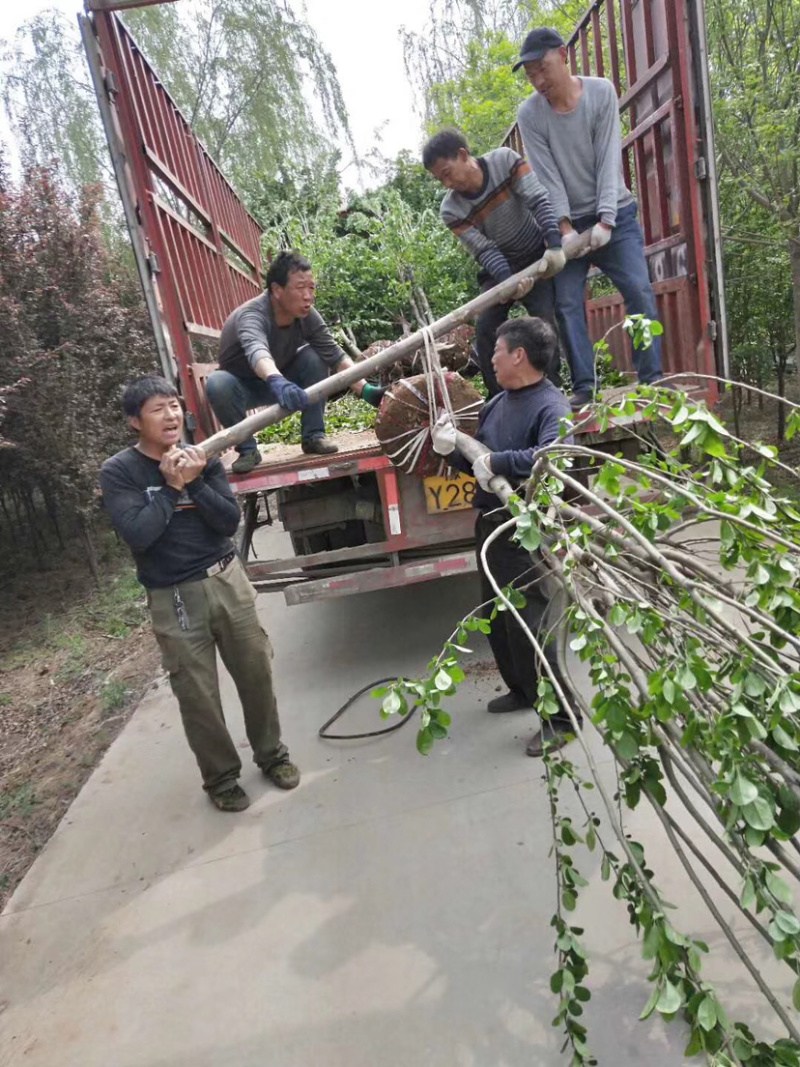 西府海棠，自家苗圃4-8公分。欢迎电话咨询！