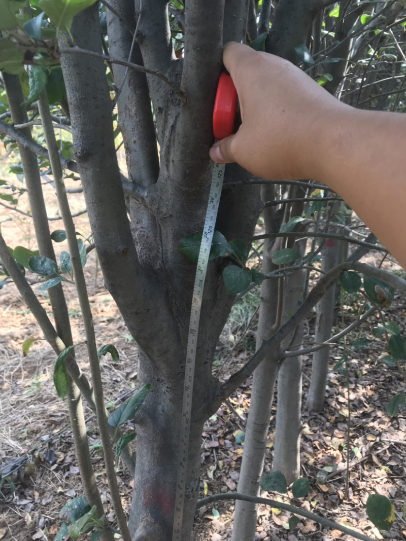 5公分西府海棠，自家苗圃，无中间商，欢迎咨询！