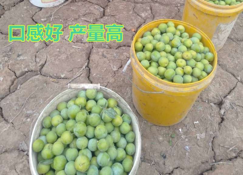 【新品种】蜂糖李子苗美人醉李子品种质量保证现挖现发，