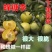 【新品种】蜂糖李子苗美人醉李子品种质量保证现挖现发，