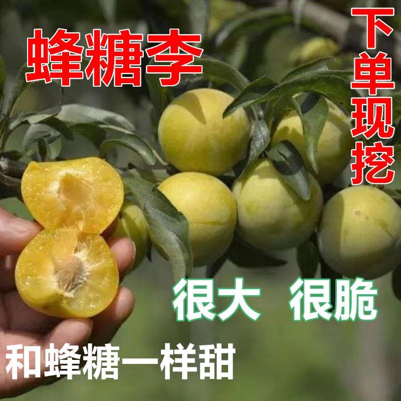 【新品种】蜂糖李子苗美人醉李子品种质量保证现挖现发，