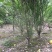 万亩海棠基地出售优质西府海棠，规格1-15公分，树形优美