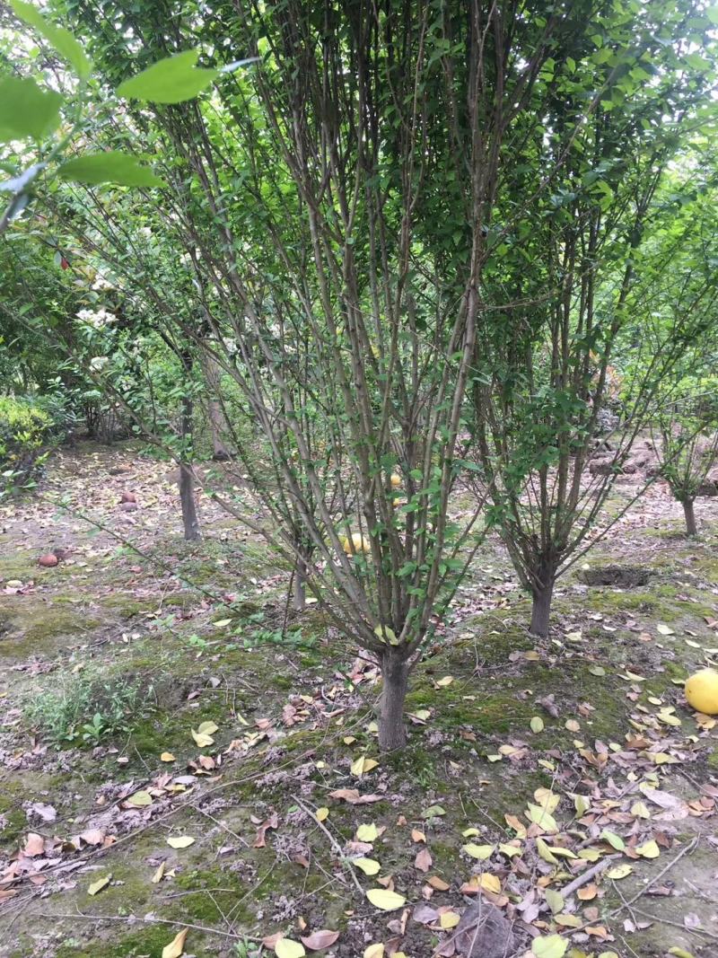 万亩海棠基地出售优质西府海棠，规格1-15公分，树形优美