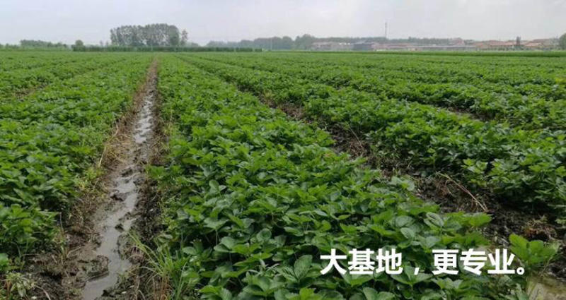 法兰帝草莓苗脱毒苗提供技术章姬红颜甜宝太空2009