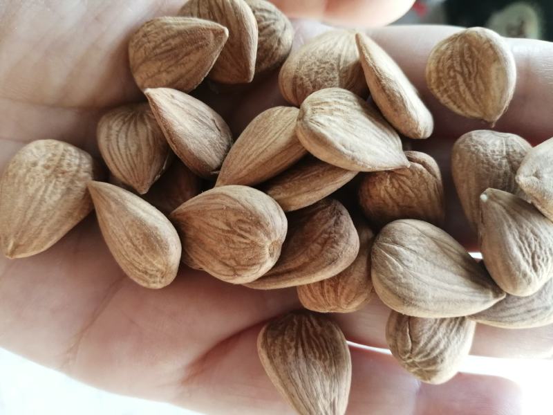 杏仁多规格箱装袋装精装