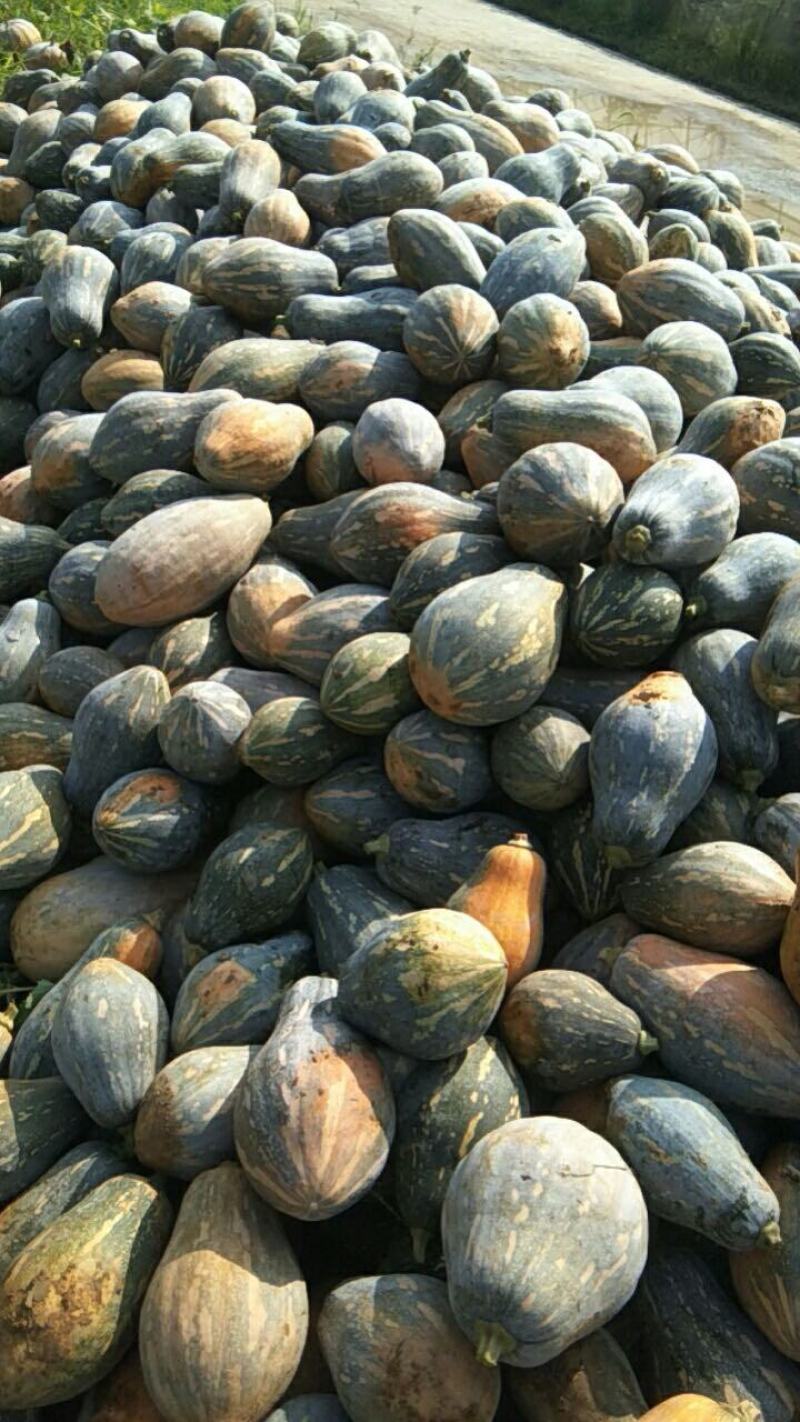 贵州生态香芋瓜，大量上市