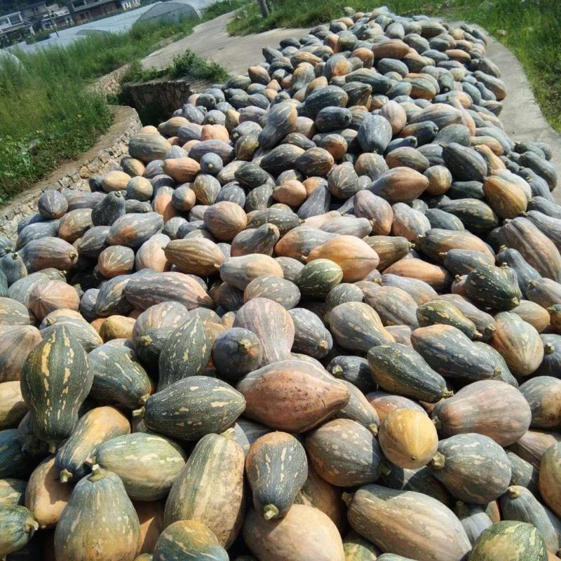 贵州生态香芋瓜，大量上市