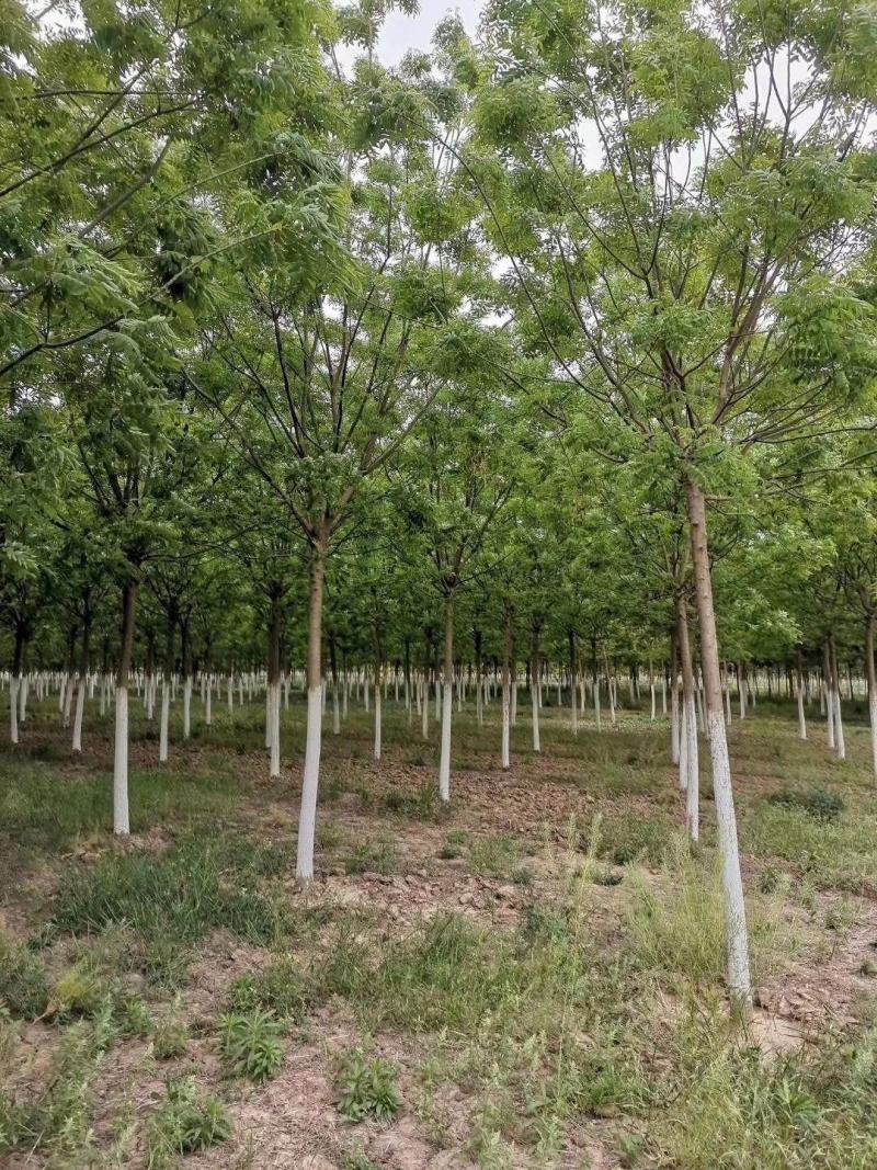 基地出售优质速生国槐，规格1-80公分，树形优美根系发达