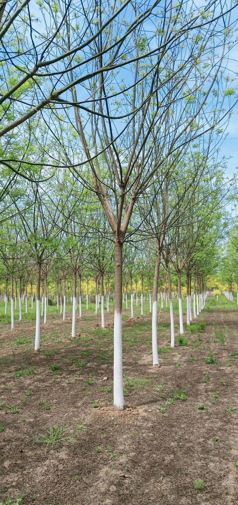 基地出售优质速生国槐，规格1-80公分，树形优美根系发达