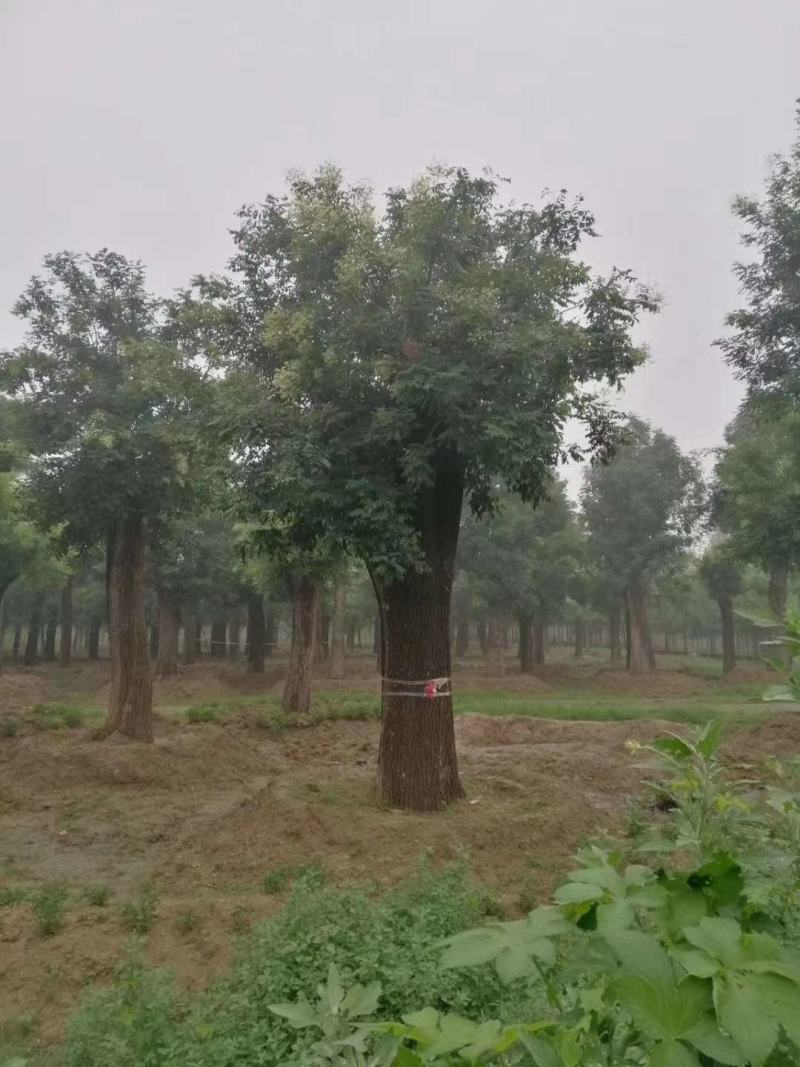 基地出售优质速生国槐，规格1-80公分，树形优美根系发达