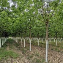 基地出售优质速生国槐，规格1-80公分，树形优美根系发达