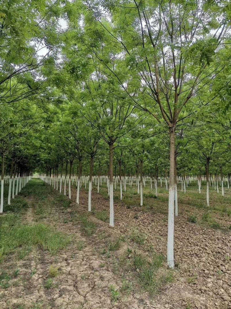 基地出售优质速生国槐，规格1-80公分，树形优美根系发达