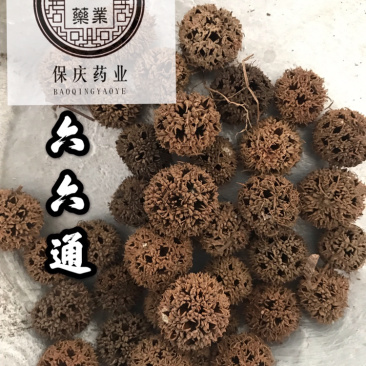 六六通路路通枫球子枫树球枫香果实拍无刺路路通
