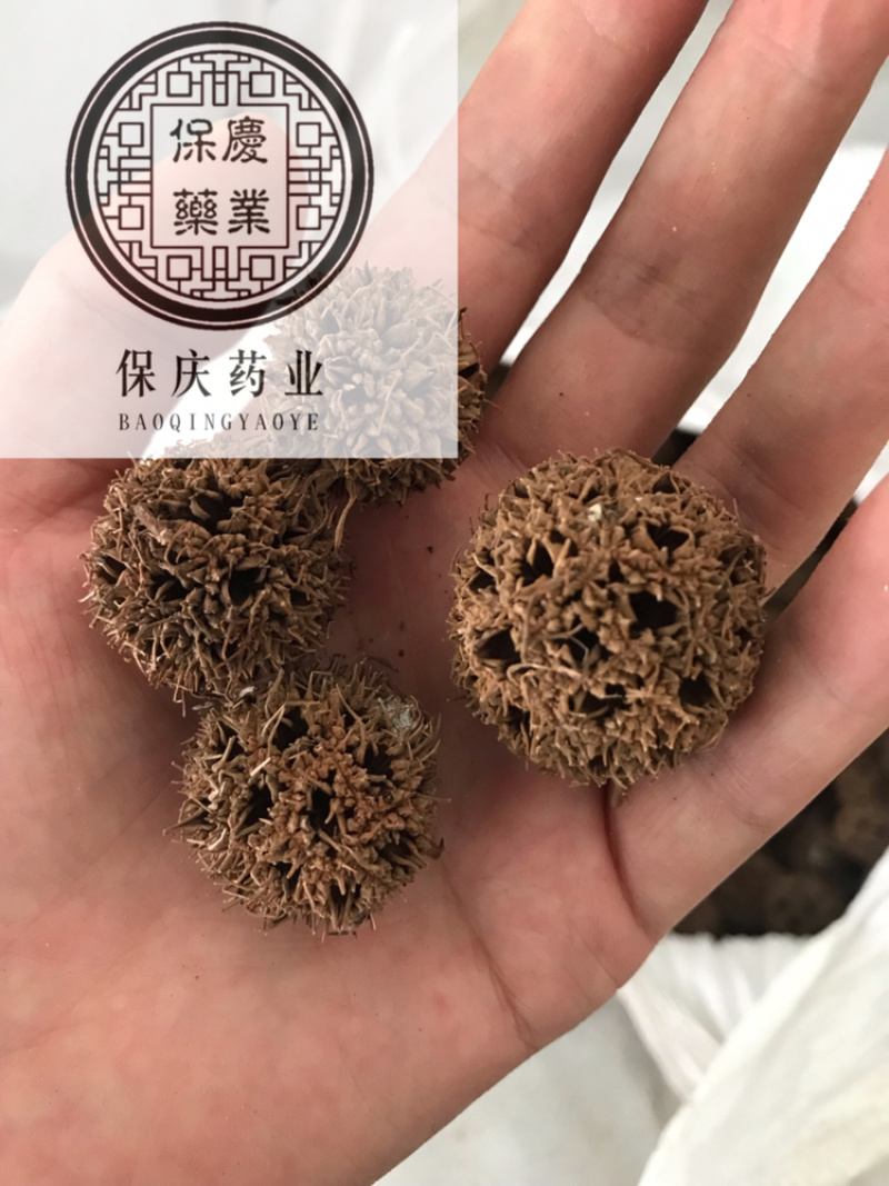 六六通路路通枫球子枫树球枫香果实拍无刺路路通