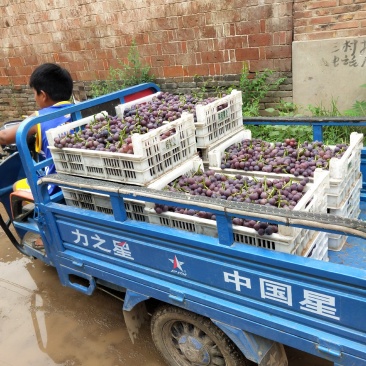 大量软枝巨峰葡萄已经成熟