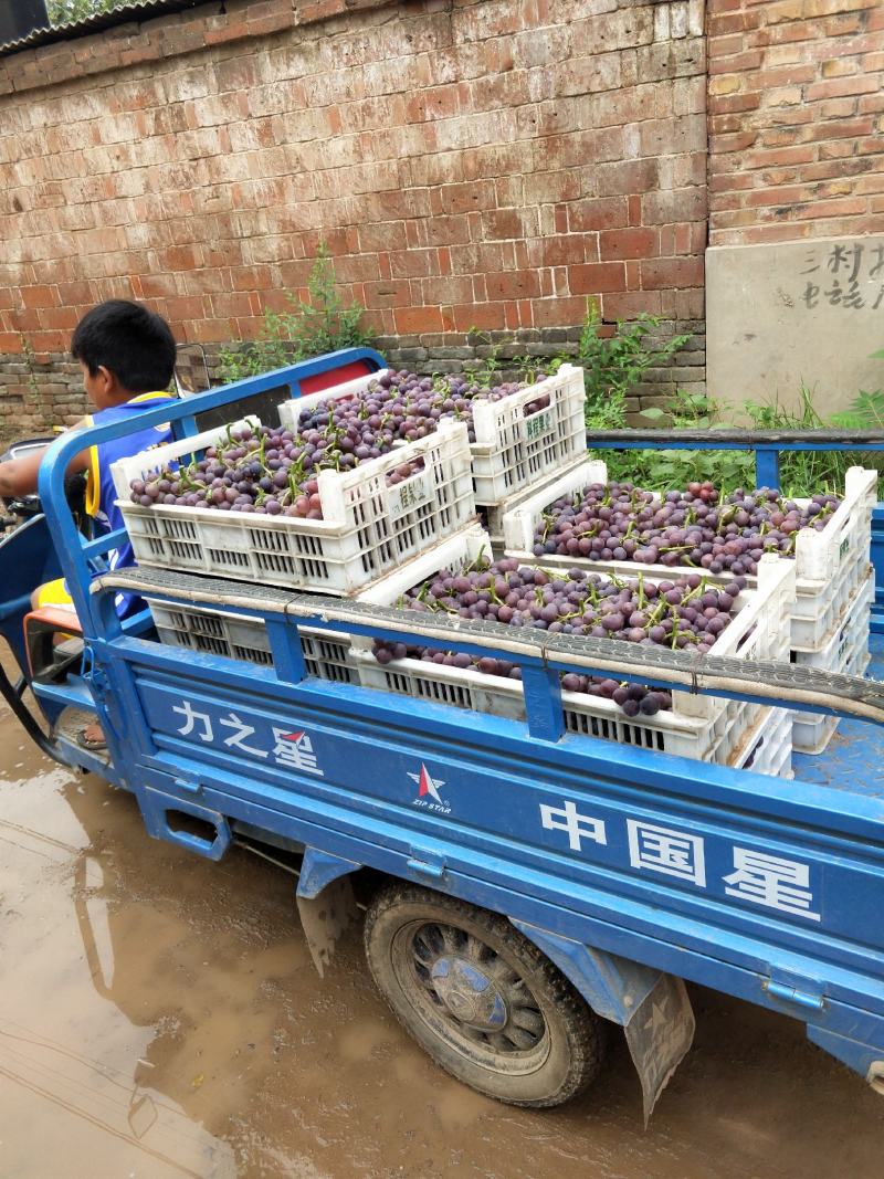 大量软枝巨峰葡萄已经成熟