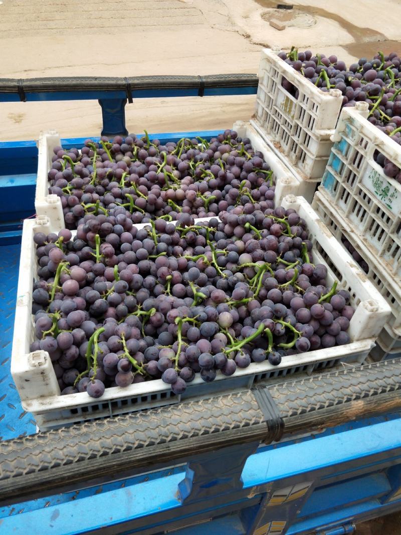 大量软枝巨峰葡萄已经成熟