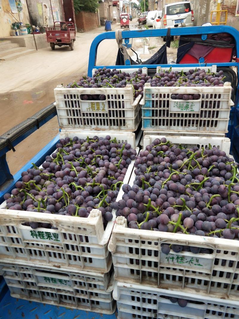 大量软枝巨峰葡萄已经成熟