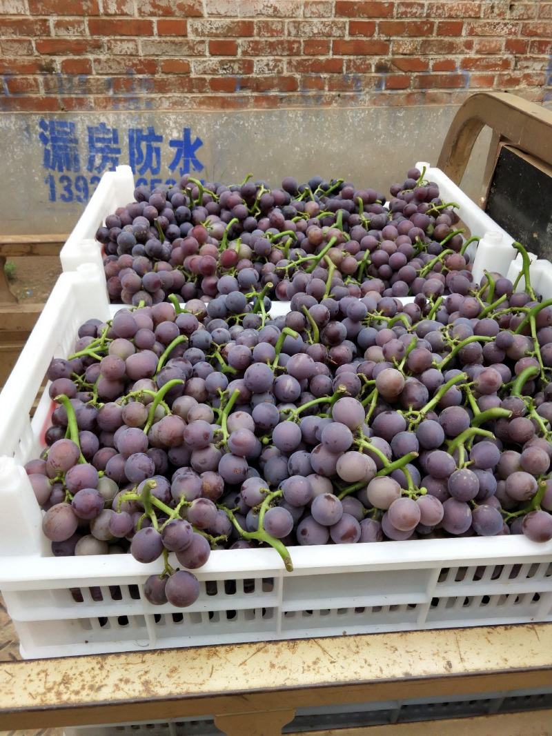 大量软枝巨峰葡萄已经成熟