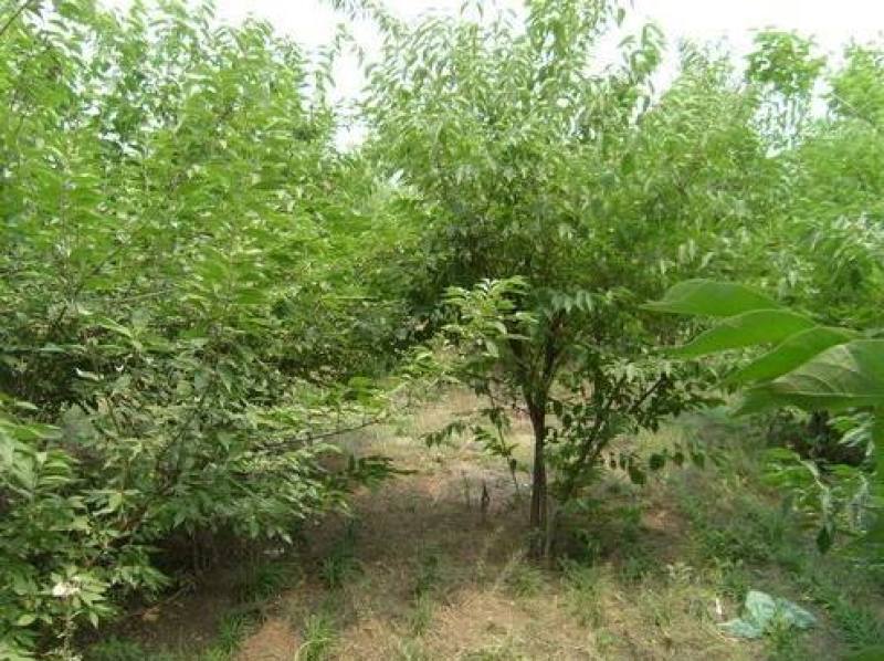 苗圃出售优质金银木，丛生金银木，分支5-20分支，规格齐