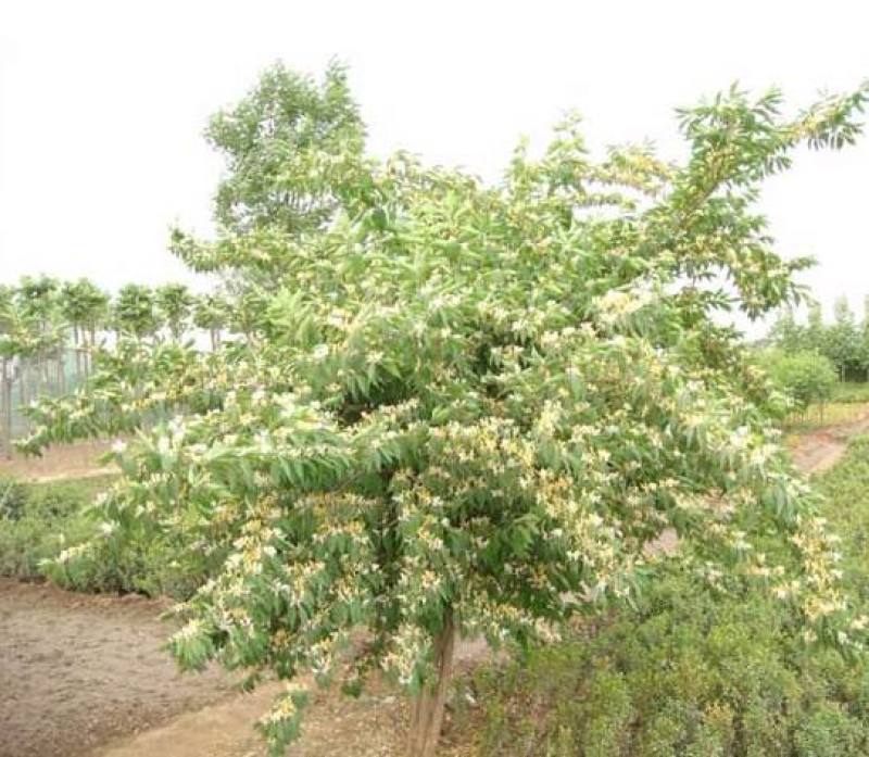苗圃出售优质金银木，丛生金银木，分支5-20分支，规格齐