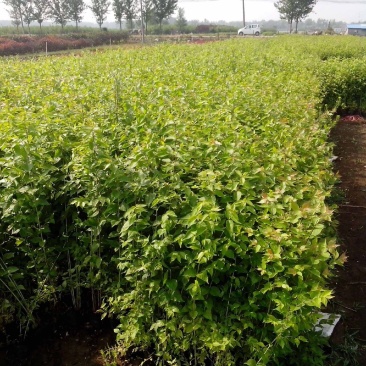 苗圃出售优质金银木，丛生金银木，分支5-20分支，规格齐