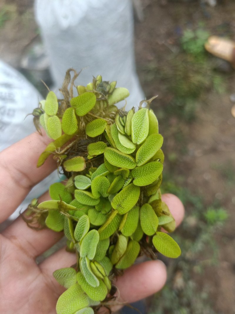 水草