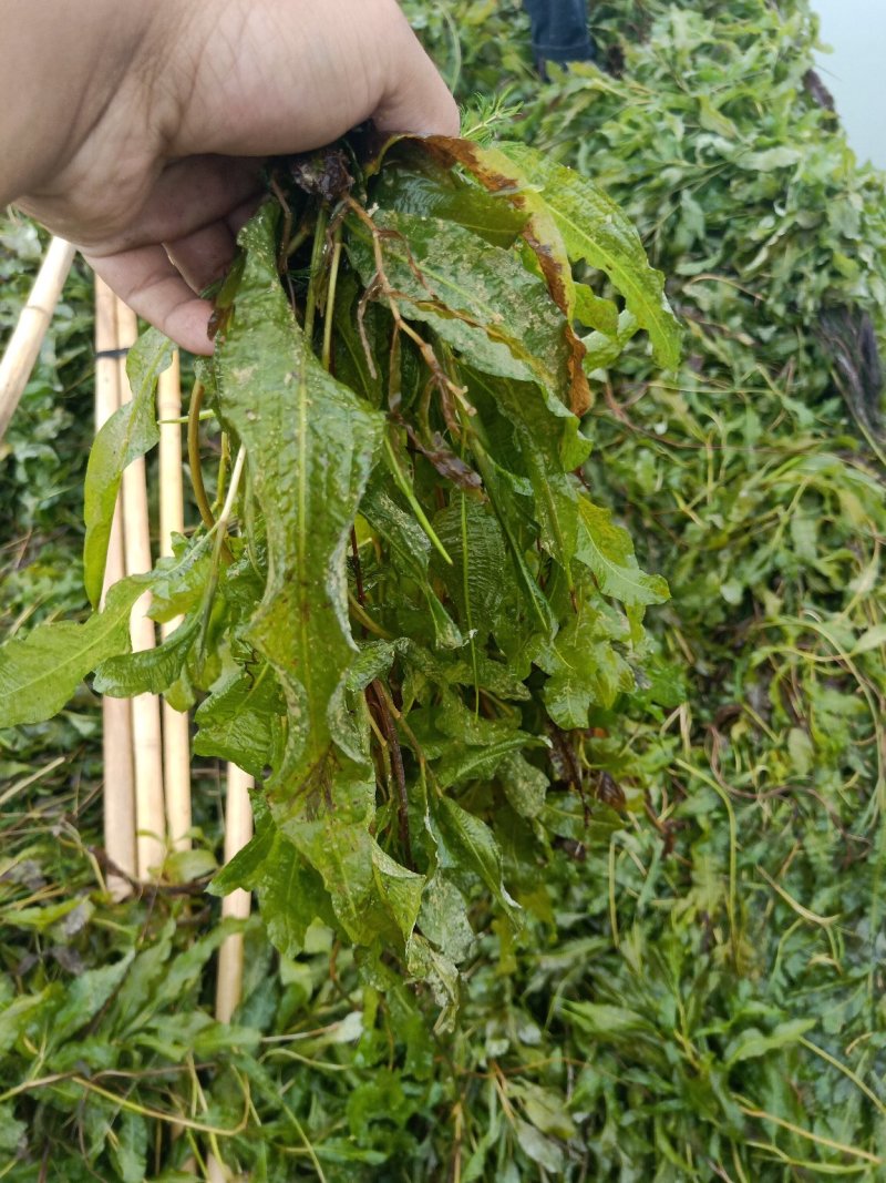 水草