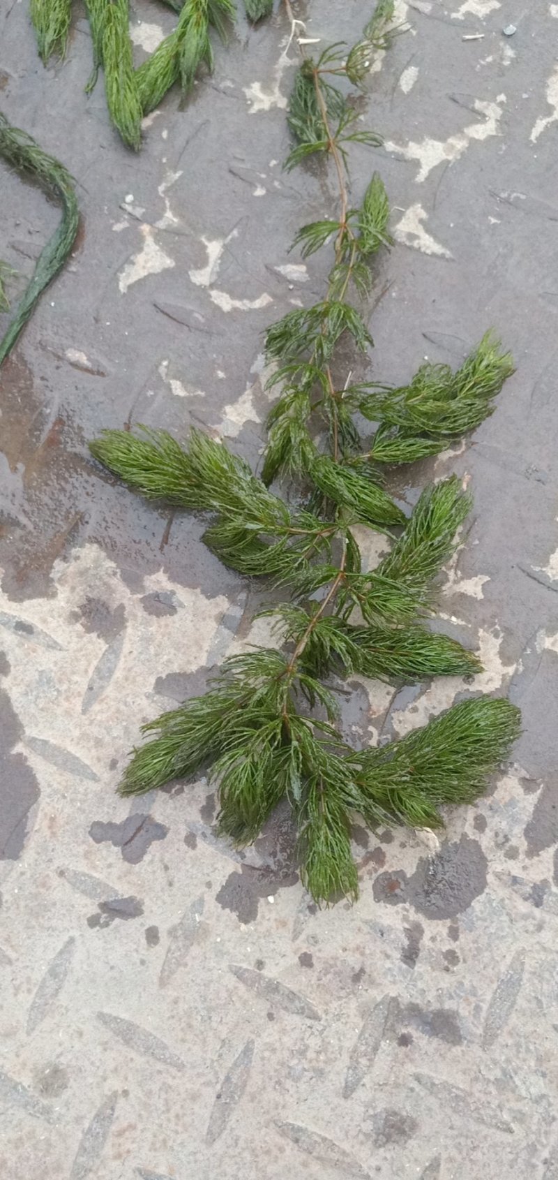 水草