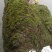 水草