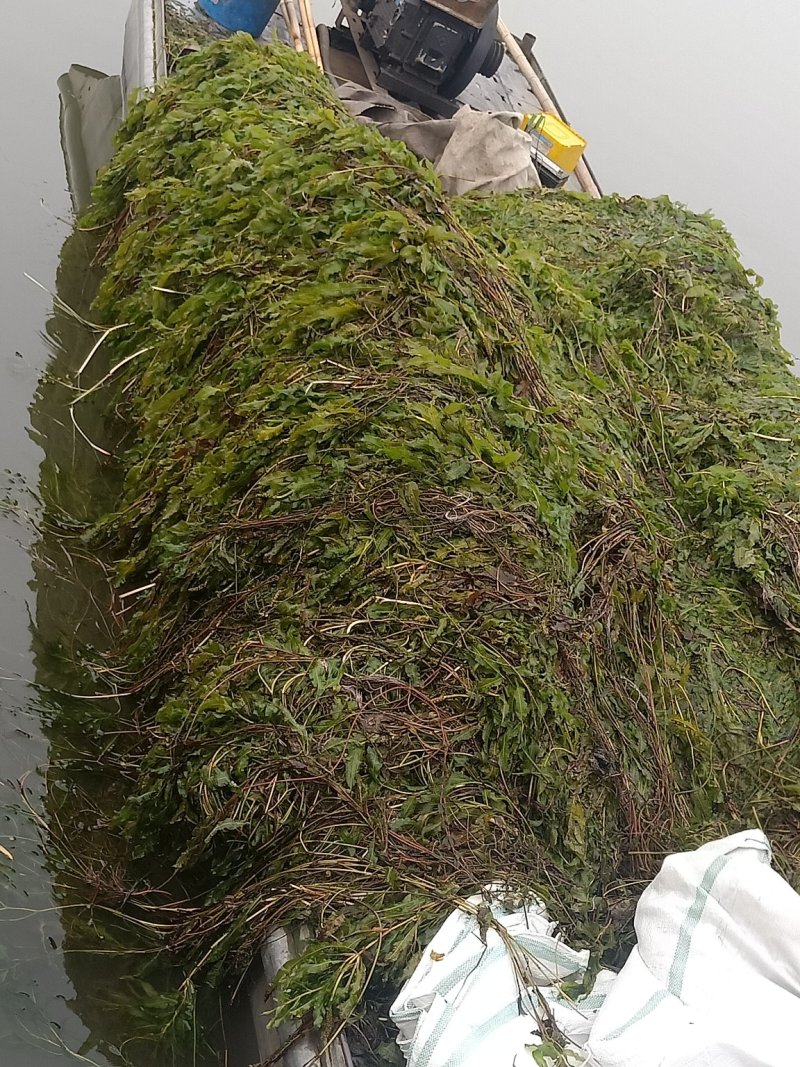 水草