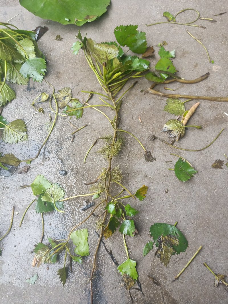 水草