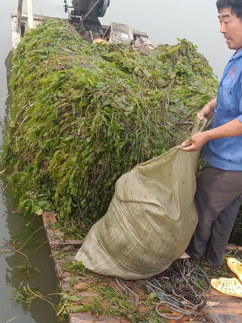 水草