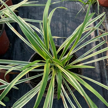 金边麦冬，阔叶麦冬，金边阔叶麦冬种植基地批发