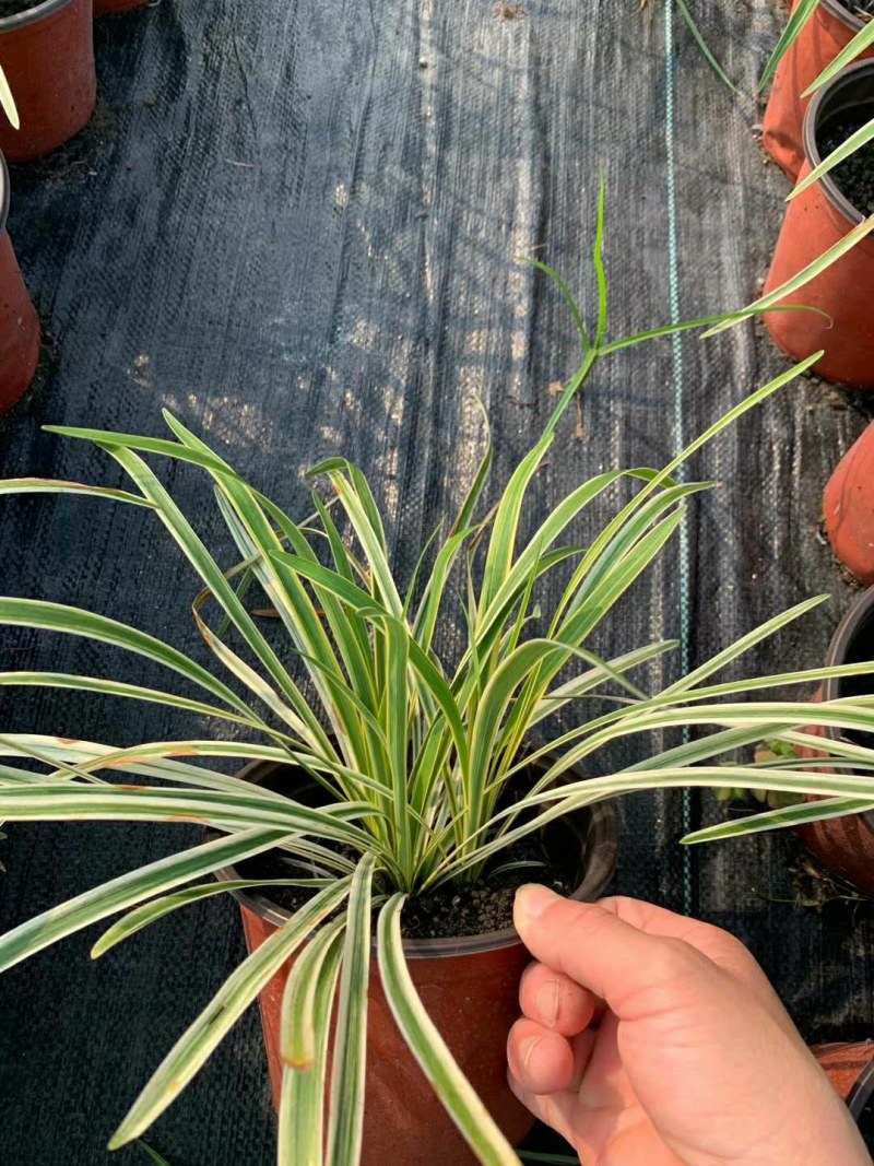 金边麦冬，阔叶麦冬，金边阔叶麦冬种植基地批发