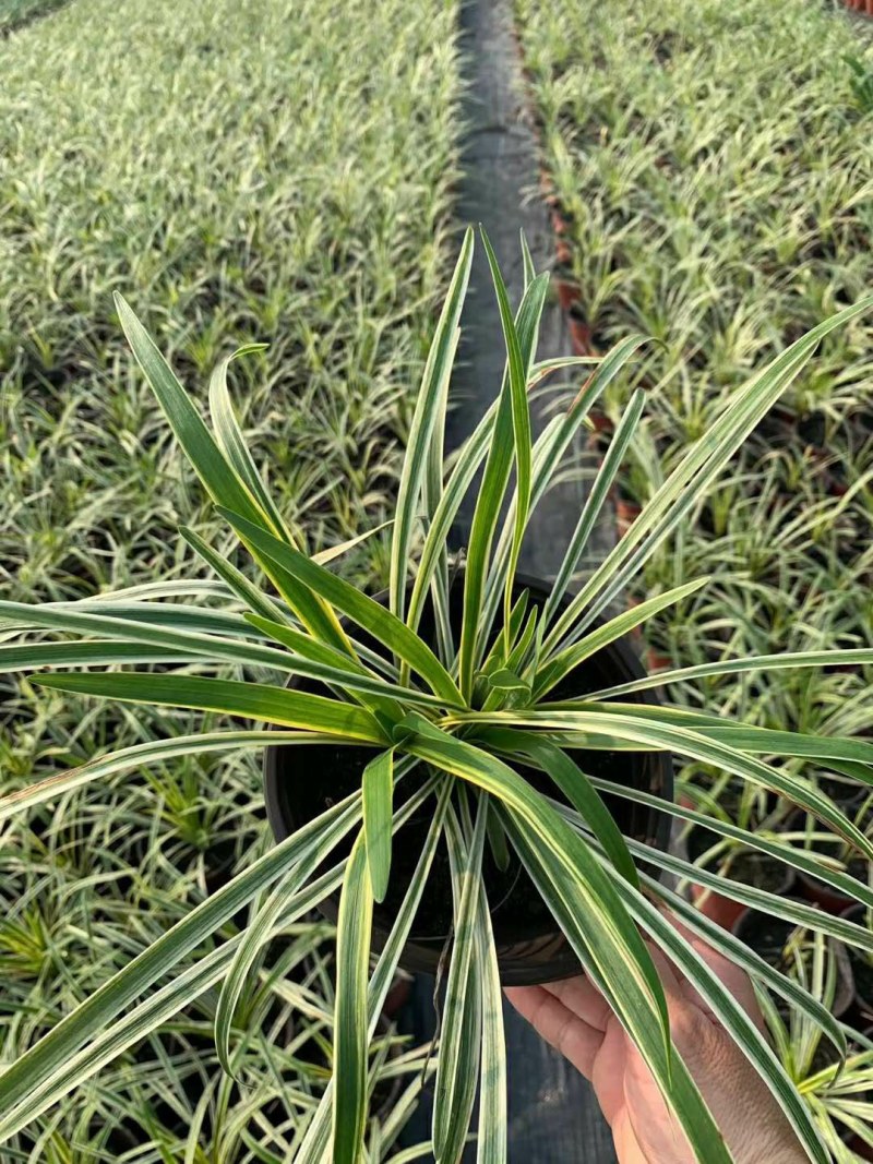 金边麦冬，阔叶麦冬，金边阔叶麦冬种植基地批发