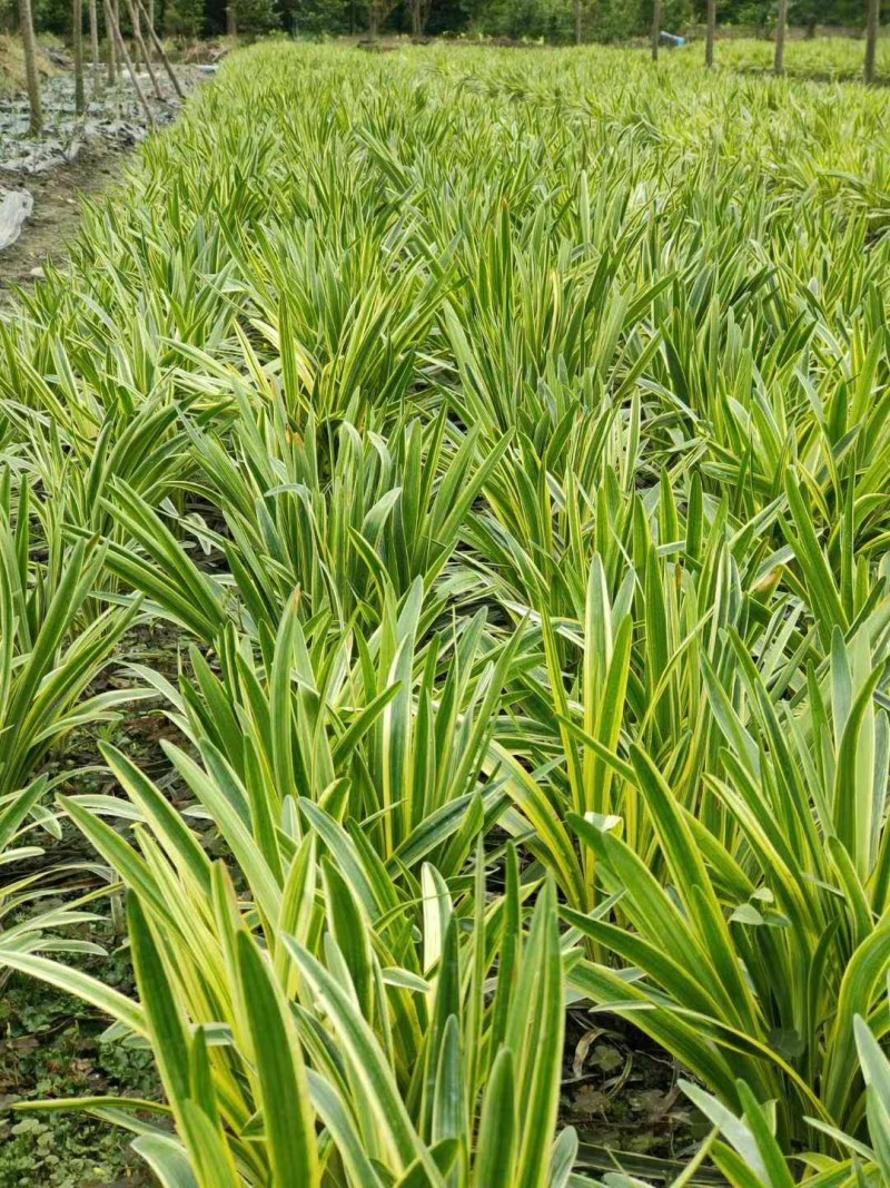 金边麦冬，阔叶麦冬，金边阔叶麦冬种植基地批发