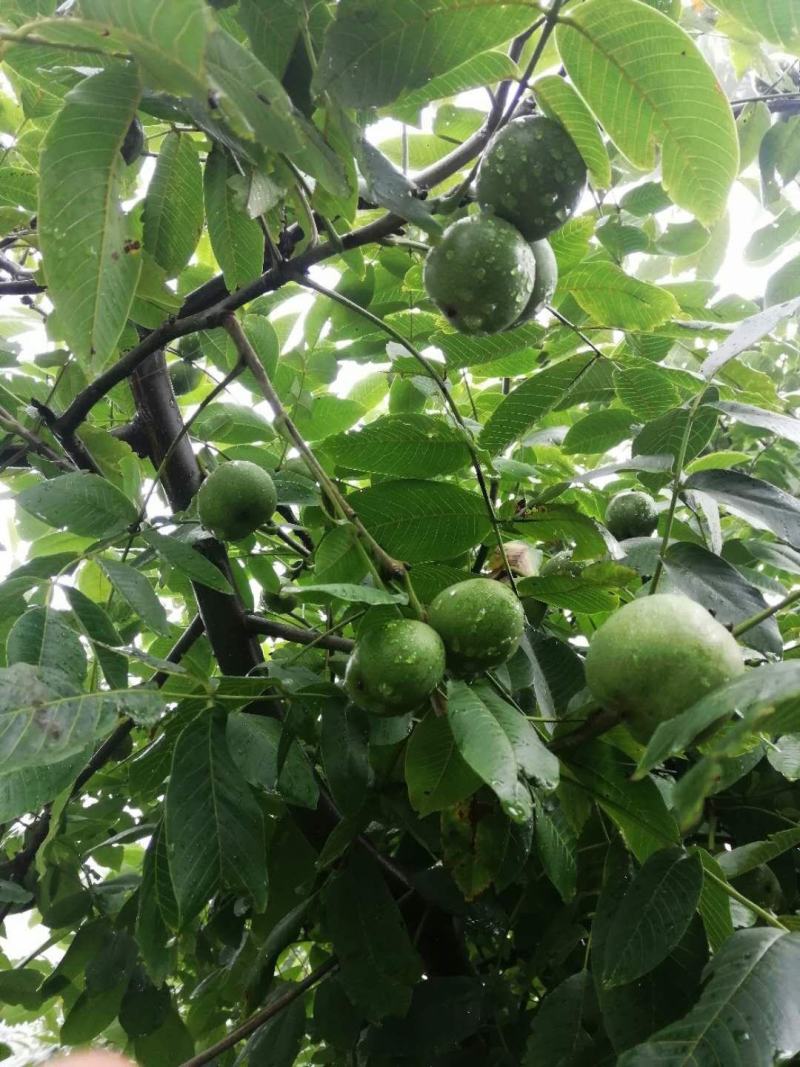 精品高山核桃视频看货产地直达诚信经营