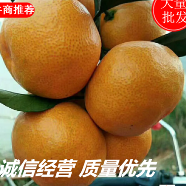柑橘大分蜜橘产地货源充足诚信经营货发全国欢迎来电咨询