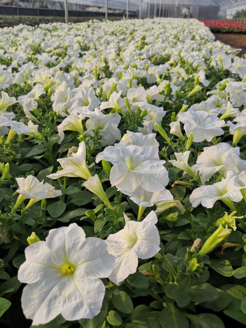 大量现货供应各种节假日租摆用草花，盆花