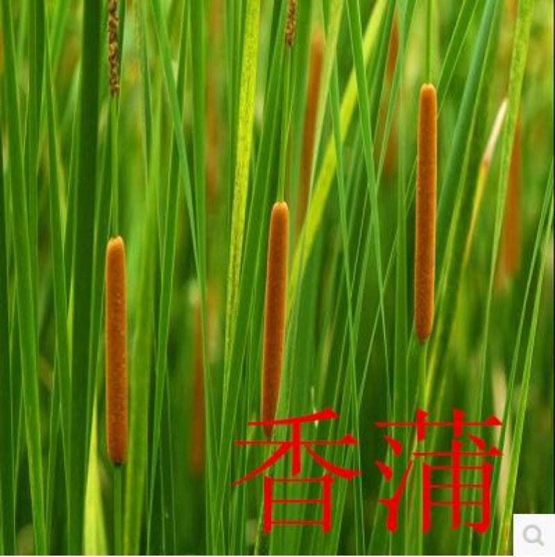 芒草种子再力花种子千屈菜花叶芦竹香蒲芦苇水葱梭鱼草鸢